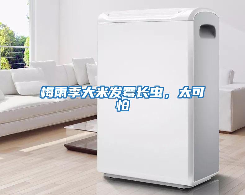 梅雨季大米發(fā)霉長(zhǎng)蟲,太可怕